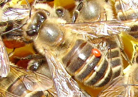 ミツバチヘギイタダニ
